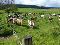 troupeau Mirecourt